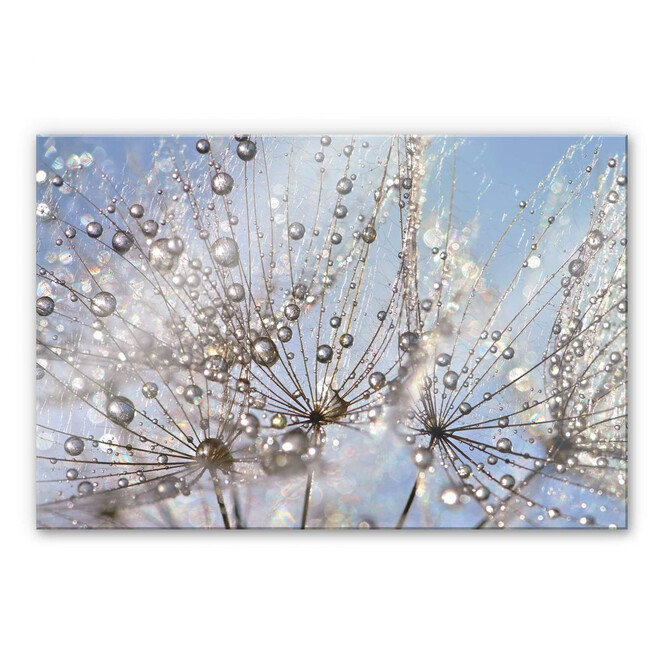 Acrylglasbild Delgado - Wassertropfen in der Pusteblume
