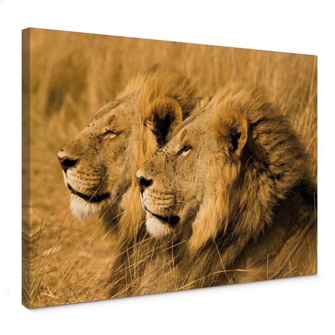 Leinwandbild NG Löwenpaar
