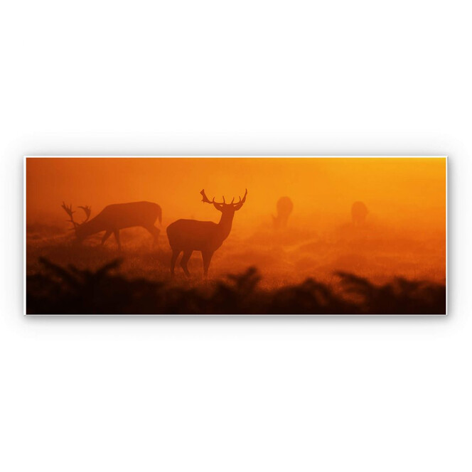 Wandbild Hirsche im Sonnenuntergang - Panorama