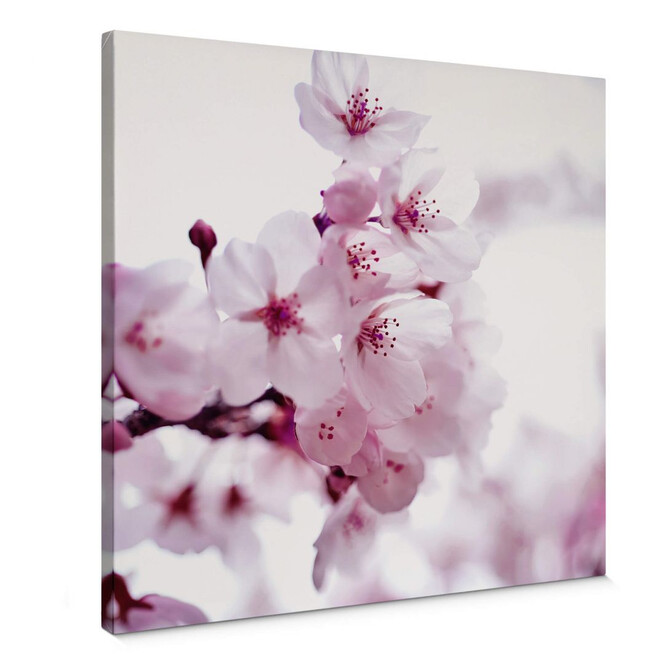 Leinwandbild Weisse Kirschblüten - Quadratisch
