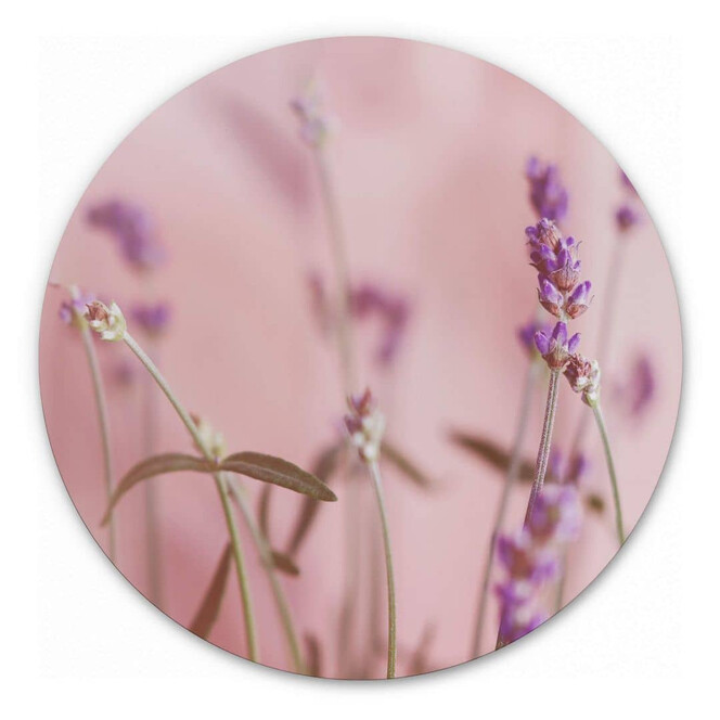 Alu-Dibond Zarter Lavendel - Rund