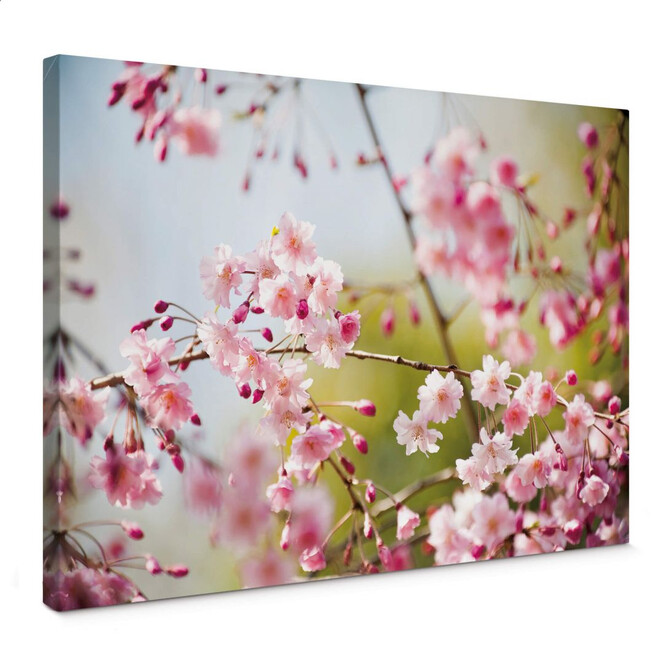 Leinwandbild Cherry Blossoms