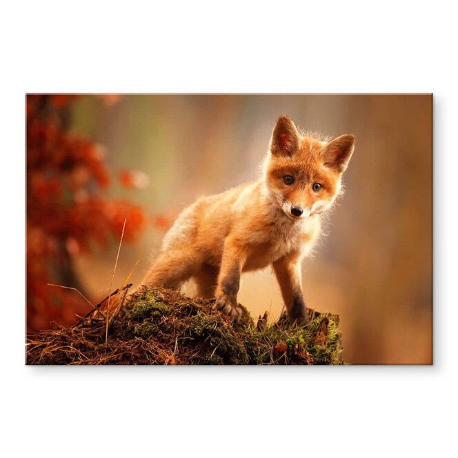 Acrylglasbild Adamec - Junger Fuchs im Wald