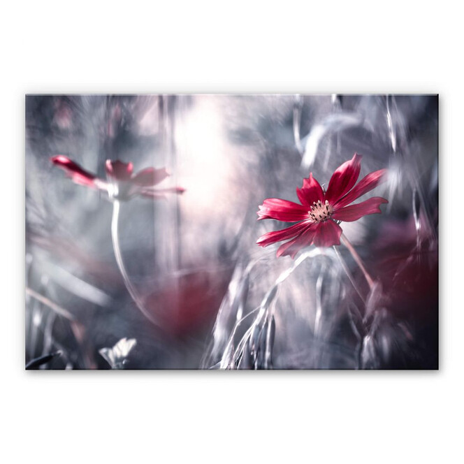 Acrylglasbild Bravin - Blütenrausch