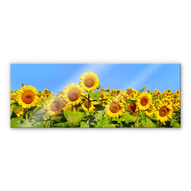 Acrylglasbild Sonnenblumenfeld - Panorama