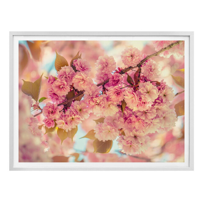 Poster Delgado - Kirschblüten