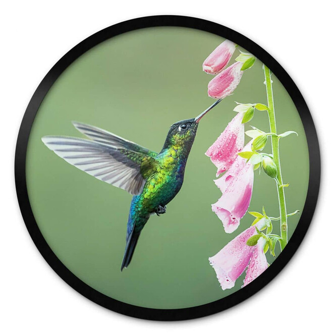 Poster van Duijn - Kolibri im rosa Blütenzauber - Rund
