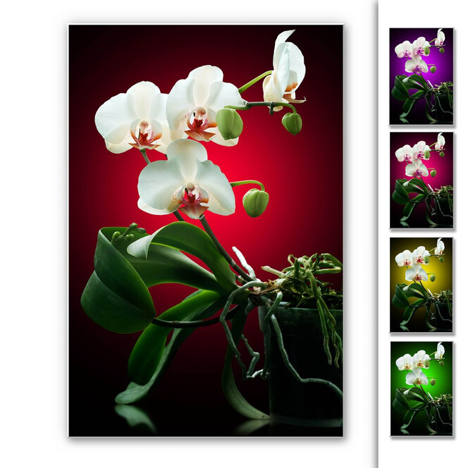 Hartschaumbild Blütenpracht einer Orchidee