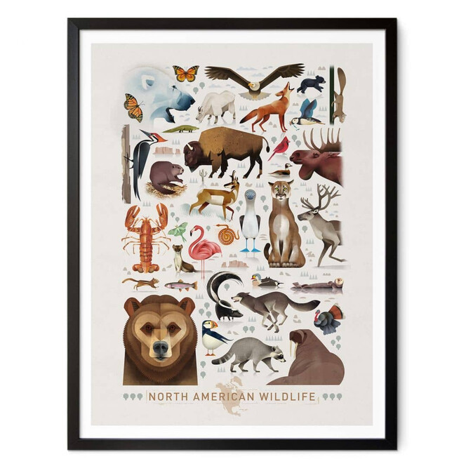 Poster Braun - North American Wildlife