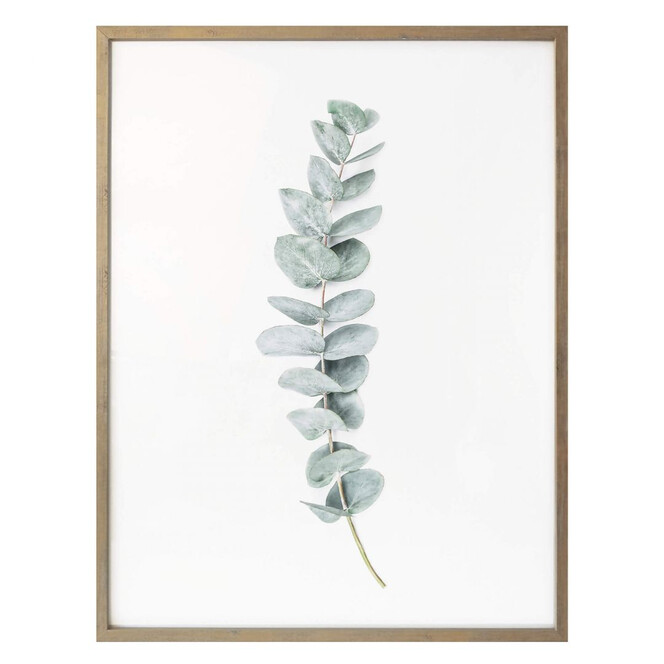 Poster Sisi & Seb - Eukalyptus: Ein Zweig