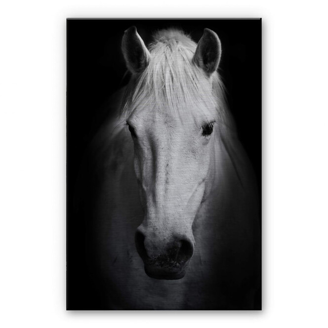 Alu Dibond Bild White Horse