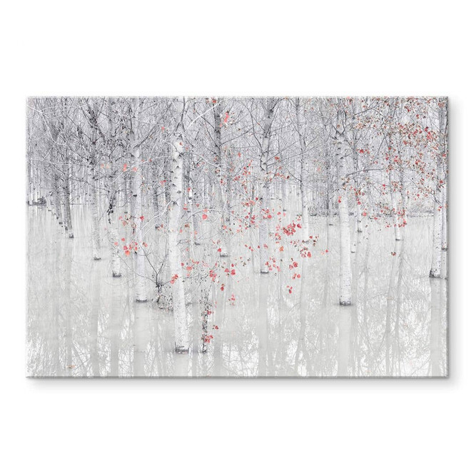 Acrylglasbild Carozzi - Weisser Birkenwald mit roten Blättern