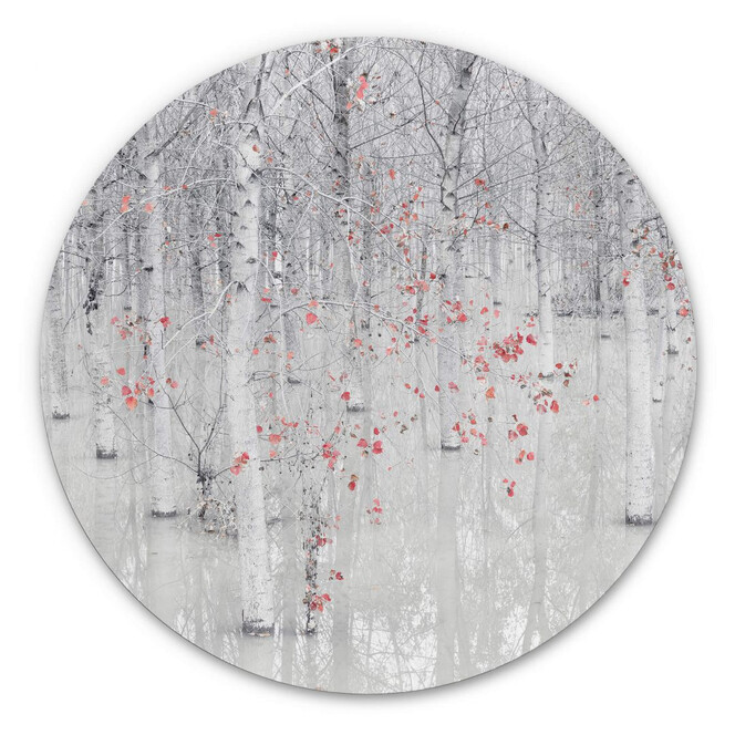 Wandbild Carozzi - Weisser Birkenwald mit roten Blättern - Alu-Dibond Rund