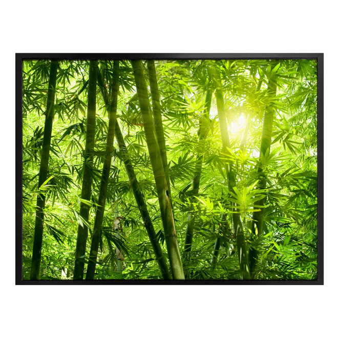 Poster Sonnenschein im Bambuswald