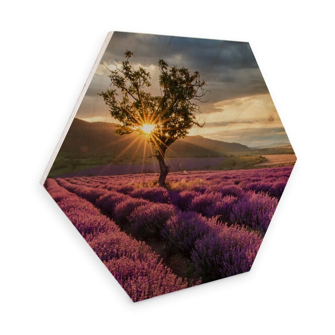 Hexagon - Holz Birke-Furnier - Lavendelblüte in der Provence