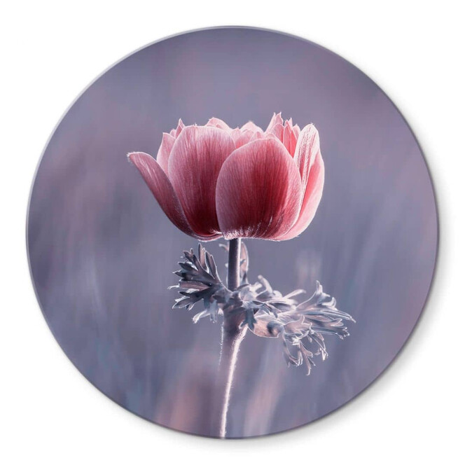 Glasbild Bravin - Die rote Blume - Rund