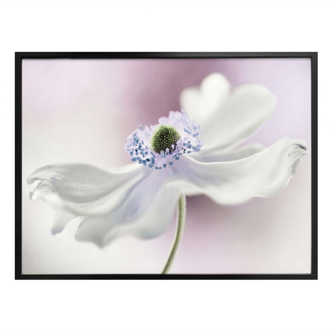 Poster Disher - Anemone Breeze