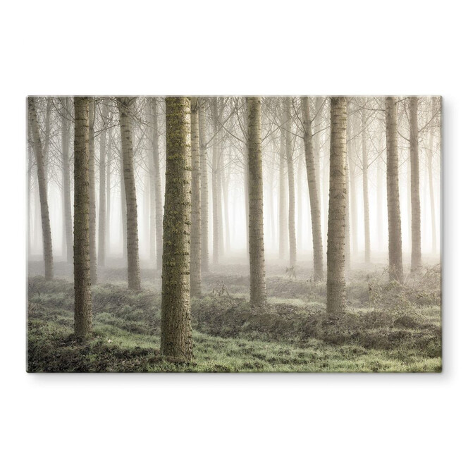 Glasbild Carozzi - Märchenhafter Wald im Morgennebel