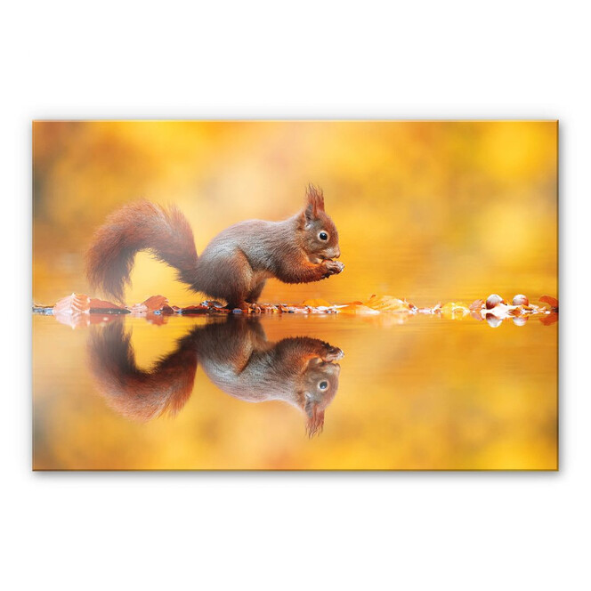 Acrylglasbild van Duijn - Eichhörnchen mit Nuss