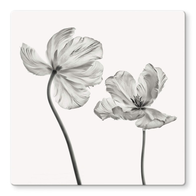 Glasbild Grønkjær - Tulpenblüte