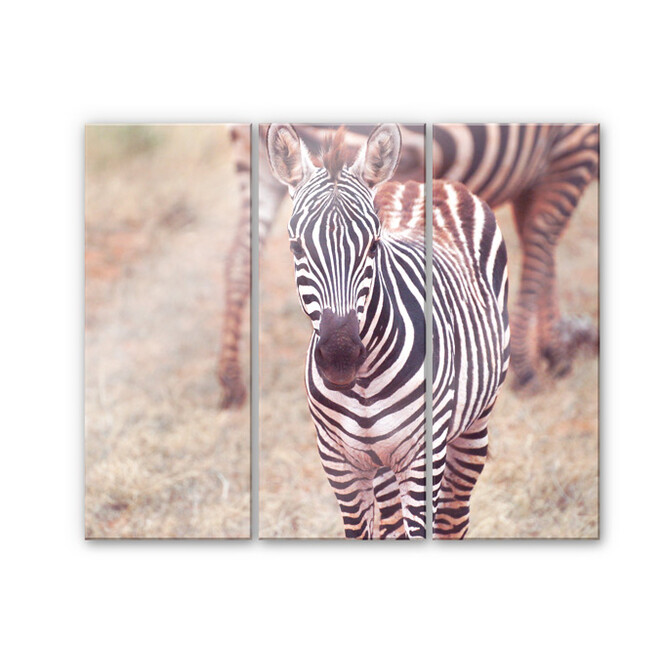 Acrylglasbild Zebra Fohlen (3-teilig)