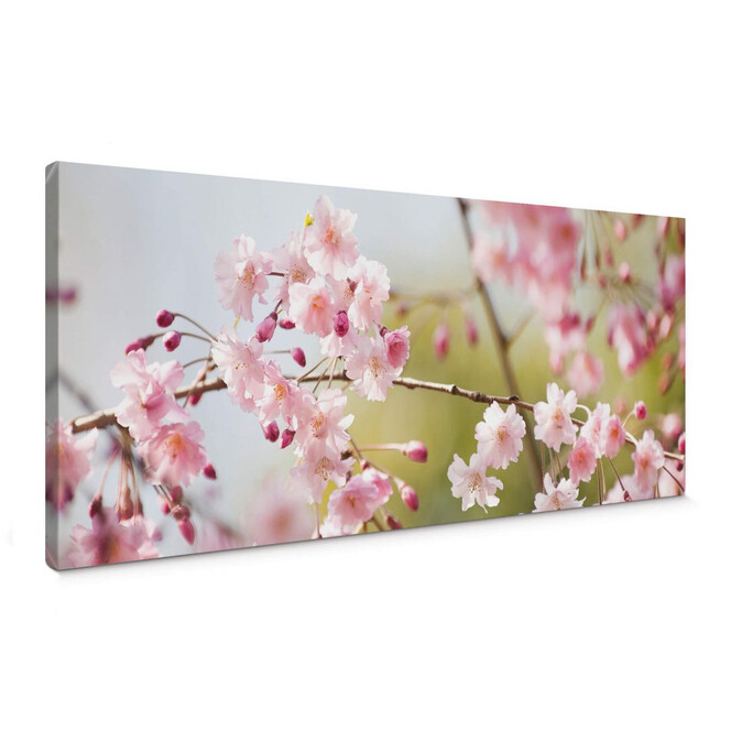 Leinwandbild Cherry Blossoms Panorama