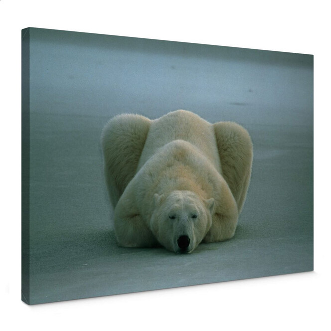Leinwandbild NG Eisbär schlafend