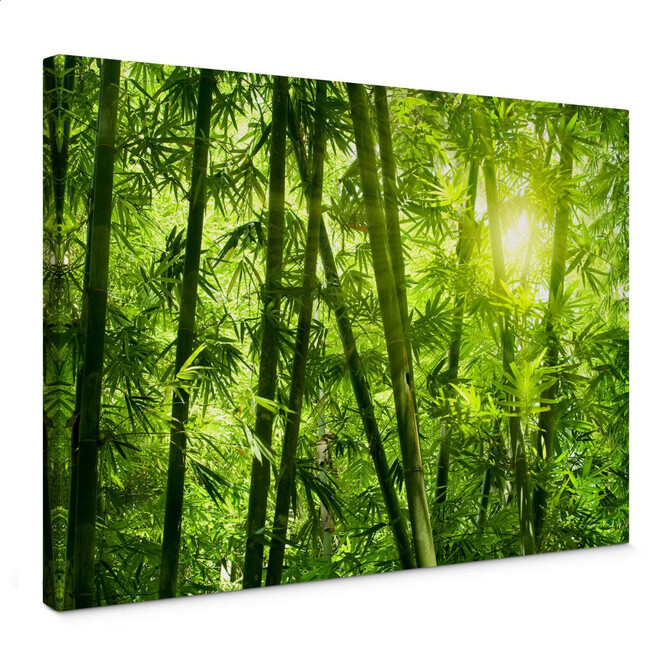 Leinwandbild Sonnenschein im Bambuswald