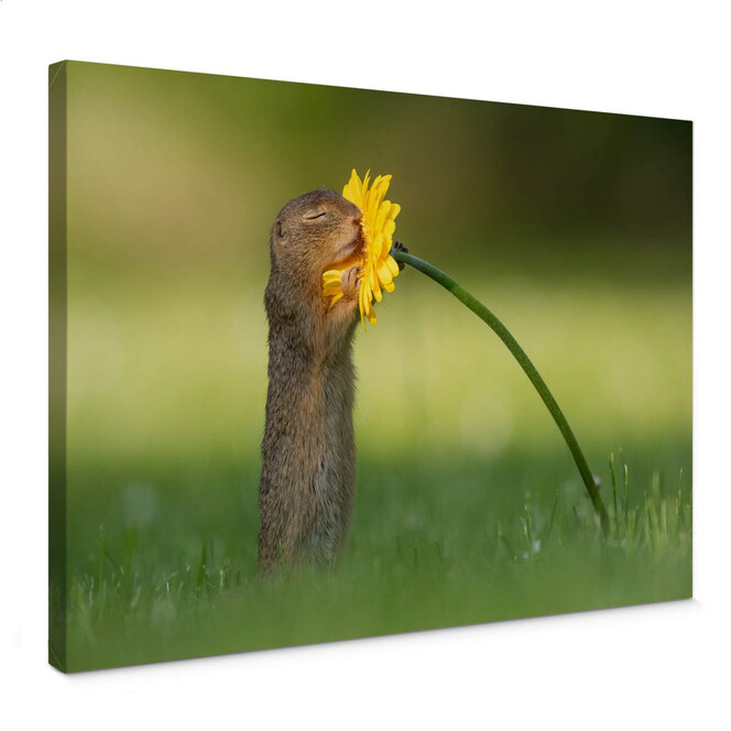 Leinwandbild van Duijn - Erdhörnchen riecht an Blume