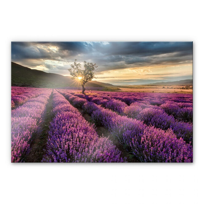 Acrylglasbild Lavendelblüte in der Provence