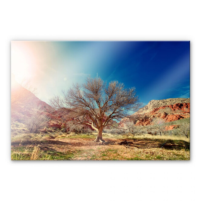 Acrylglasbild Wüstenbaum