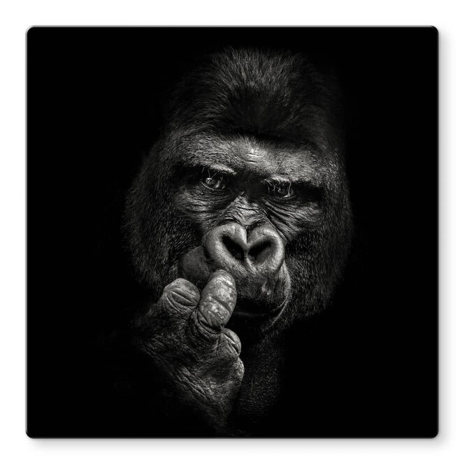 Glasbild Meermann - Der Gorilla - Quadratisch
