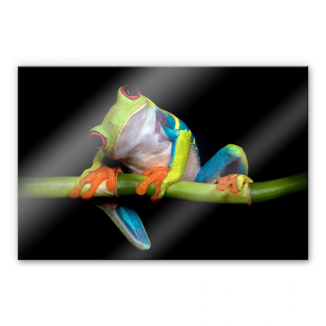 Acrylglasbild Valverde - Green Frog