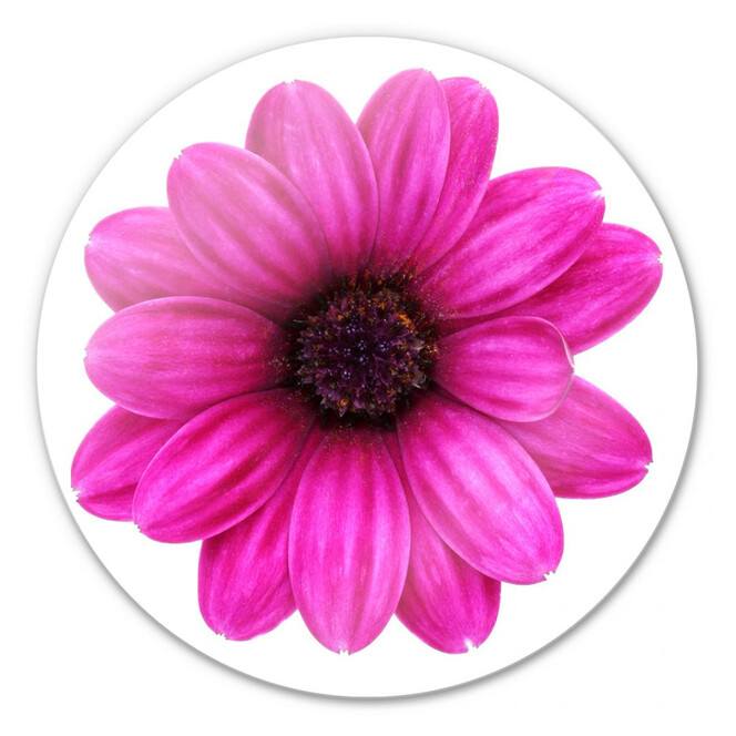 Glasbild Gerbera pink - rund