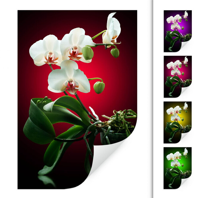 Wallprint Blütenpracht einer Orchidee
