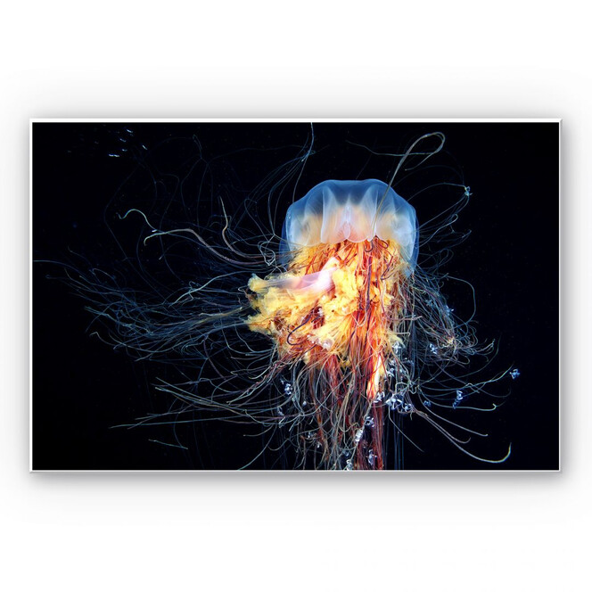 Wandbild Semenov - Amazing Jellyfish