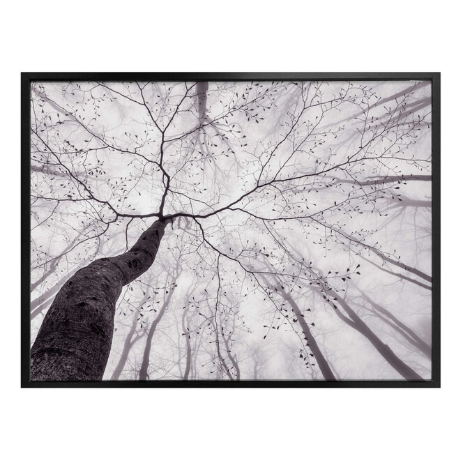 Poster Pavlasek - Ein Blick in die Baumkronen