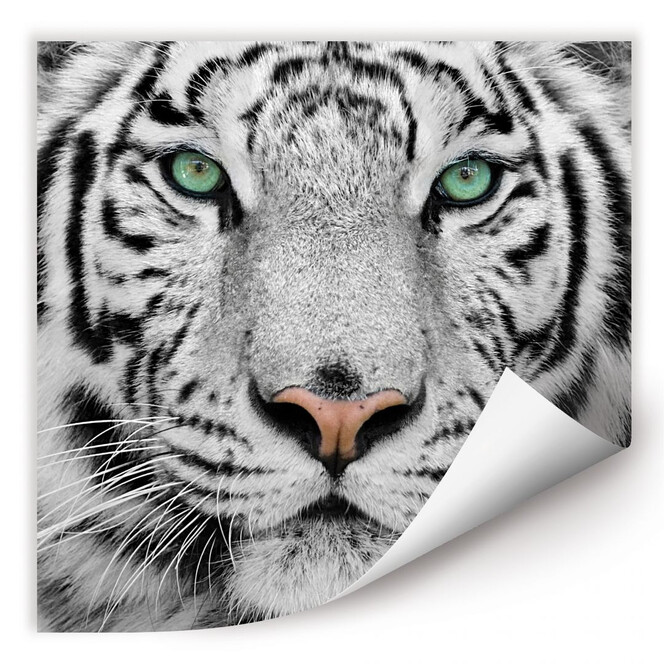 Wallprint Gorgeous Sumatran Tiger