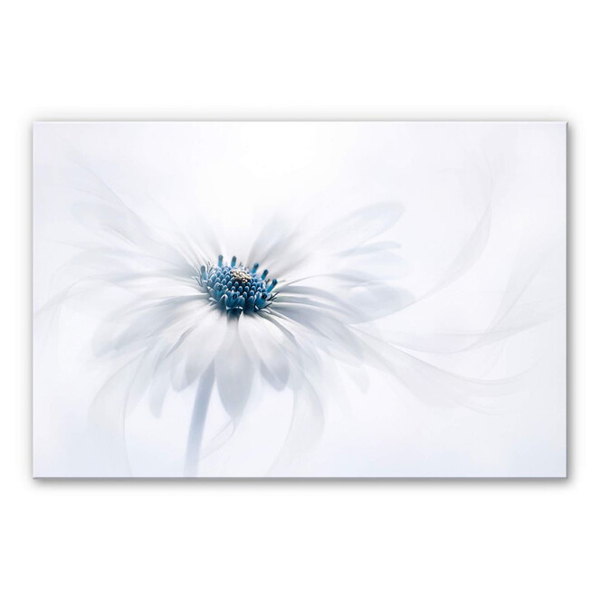 Acrylglasbild Parker - Frozen Flower