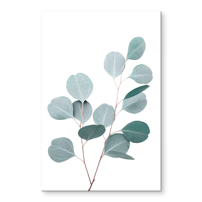 Acrylglasbild Sisi & Seb - Blauer Eukalyptus
