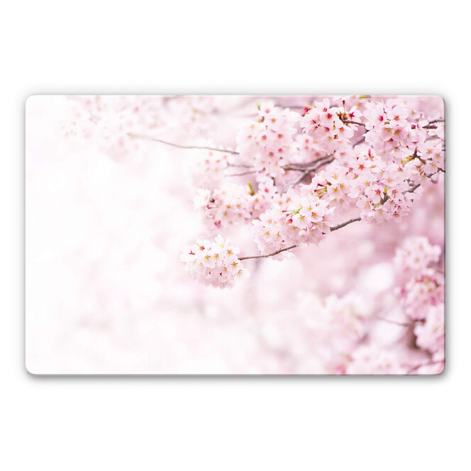 Glasbild Zarte Kirschblüten