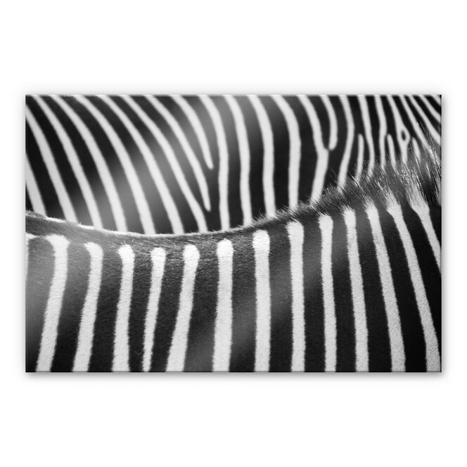 Acrylglasbild Zebramuster