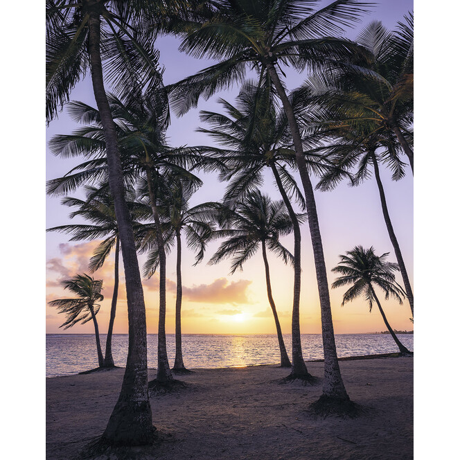 Fototapete Palmtrees on Beach