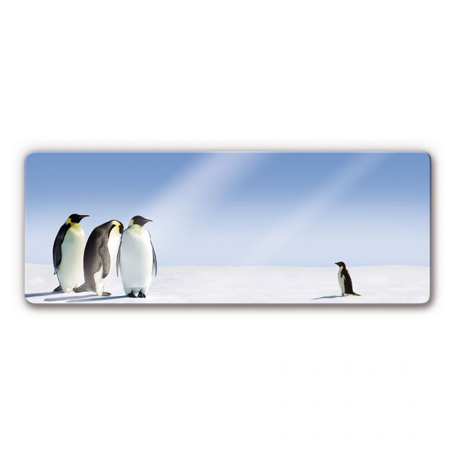 Glasbild Penguin Panorama