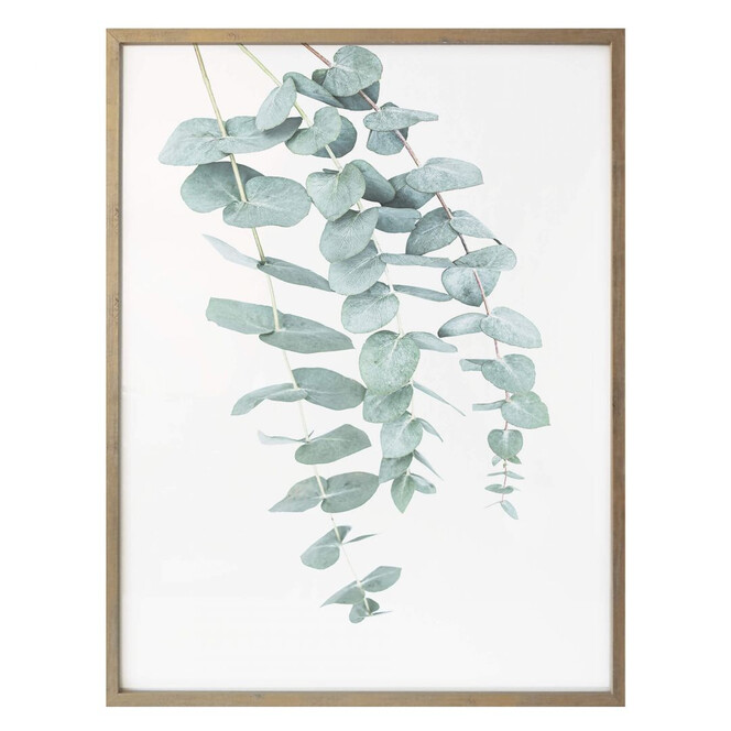 Poster Sisi & Seb - Eukalyptus: Mehrere Zweige