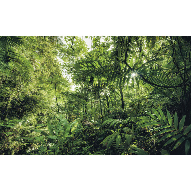 Fototapete Into the Jungle