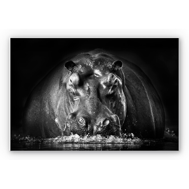 Wandbild Golob - Prustendes Nilpferd