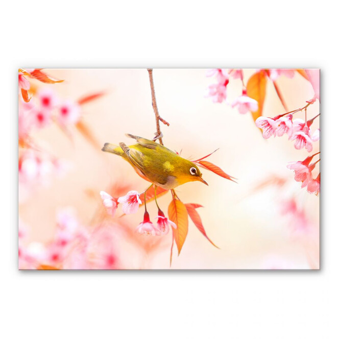 Acrylglasbild Vogelgezwitscher in der Kirschblüte