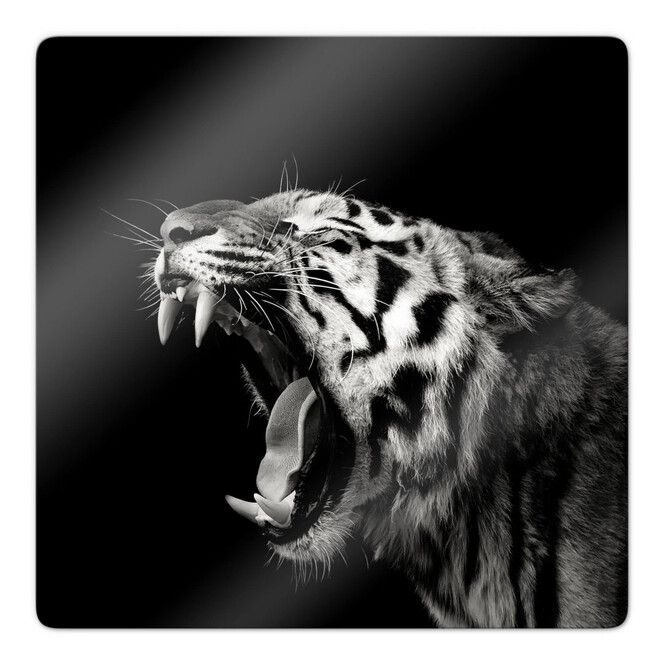 Glasbild Meermann - Der Tiger - quadratisch