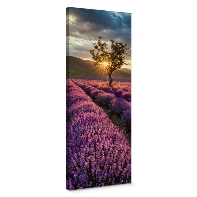 Leinwandbild Lavendelblüte in der Provence - Panorama 02